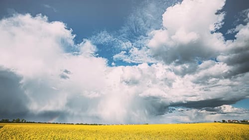 Dynamic Clouds over Yellow Field Time Lapse