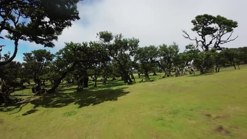 Aerial fpv video over Madeira panel forest, Portugal