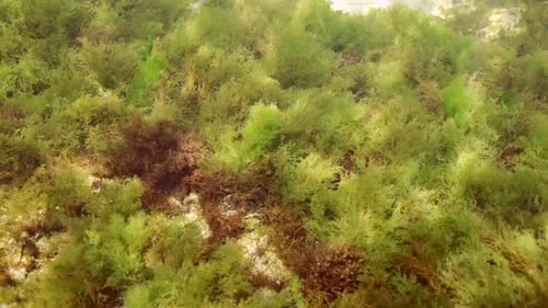 Rock reef covered with green algae Sea Lettuces (Ulva maeotica) and brown algae (Cystoseira barbata)