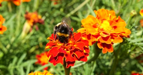 Bumblebee Collecting Nectar on Vibrant Flower