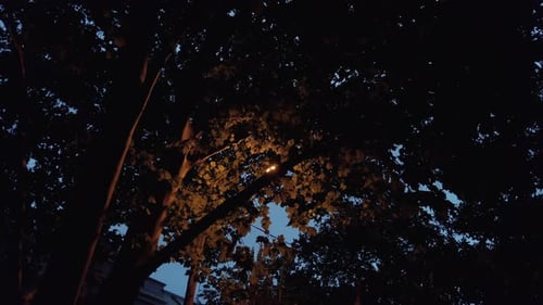 Dim Street Light Through Trees at Night