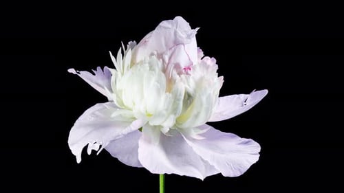 White Pink Peony Blooming in Time Lapse on a Black Background. Tender Flower Moving Petals Close Up