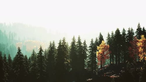 Sunlight in Spruce Forest in the Fog on the Background of Mountains at Sunset