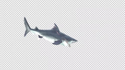 3D Realistic Shark Swimming Alpha Channel Loop