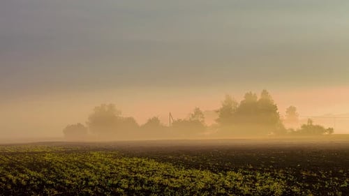 Misty Field at Sunrise with Trees