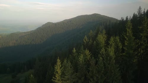 Flying Over Green Forest at Sunny Summer Day with the Mountains on Horizon with Glowing Clouds