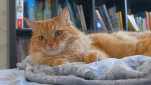 Ginger Cat Relaxing Indoors Being Gently Pet