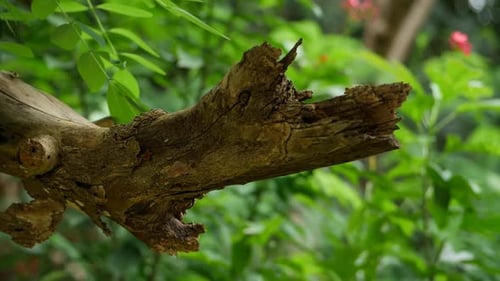 A tree branch with a hole in it and a large hole