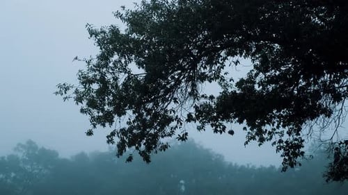 Tree branch moving in the wind on a foggy rainy day with a forest on the horizon