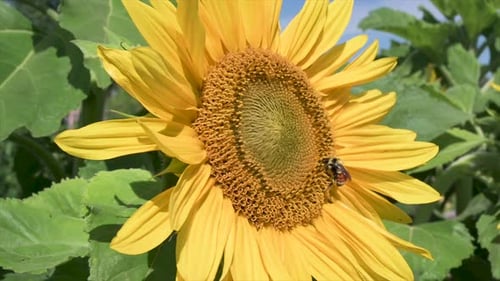 Bumble bees pollinating vibrant yellow sunflowers in sunny summer garden close up