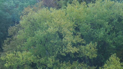 Green Trees Leaves As Nature Background