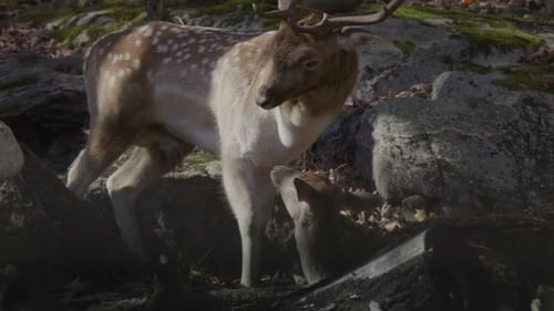 Spotted Deer Grazing with Fawn in Forest