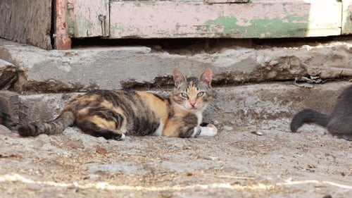 Calico Cat Lying And Relaxing On The Ground In The Farm. - close up