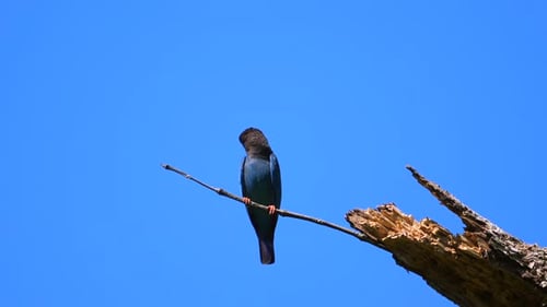 Exotic Bird Perched on Tree Branch Against Clear Blue Sky Wildlife and Nature