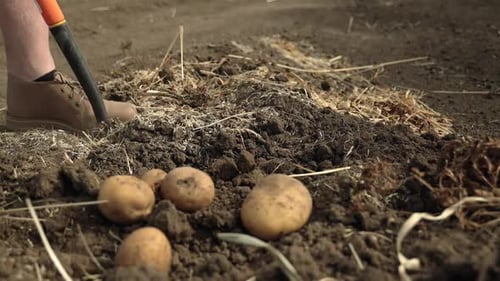 Man Harvesting Organic Potatoes Using A Digging Fork In Saskatchewan, Canada. - close up shot
