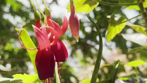 Vibrant Fuchsia Flowers Blooming in Tropical Garden