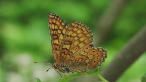 Close Up of Butterfly Resting on Leaf
