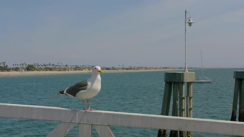 Seagull on a pier on a sunny day.