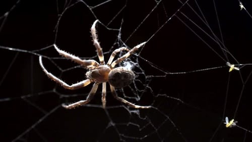 A large orb weaver spider sitting on the web and cleaning its fangs in the dark