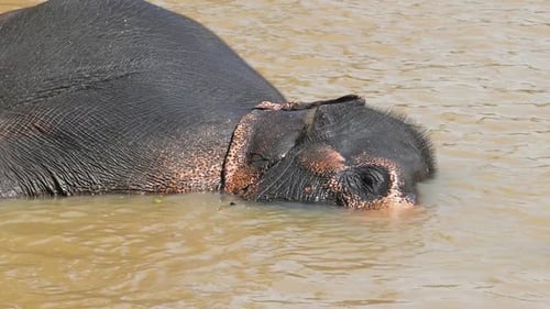 Elephant is Lying and Dives Into River