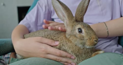 Young Woman Gently Holding Domestic Rabbit on Lap at Home Close Up Cozy Pet Care Moment