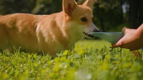 Lindo perrito de corgi galés bebiendo de una botella en la pradera del parque, manos de hembra, mascota