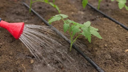Watering Young Plant in Greenhouse Environment