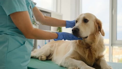 Golden Retriever Dog in Veterinary Clinic