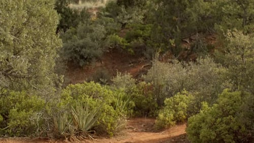 Rote Felsenberge, Hügel und Bäume in Sedona, Arizona, mit langsam nach oben geneigtem Video.