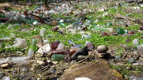 Many Plastic Bottles Lying on Green Lawn at Forest Trash is Dumped in Open and Freely Available