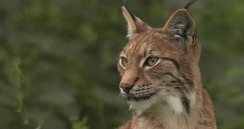 The Eurasian lynx (Lynx lynx) in the forest.
