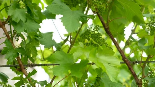 Grapes Bloom in the Garden Selective Focus