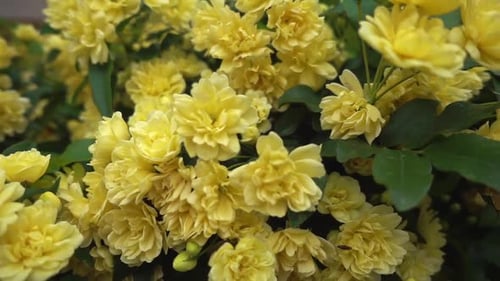 Frische Rosa Banksiae Lutea-Blüten der neuen Saison