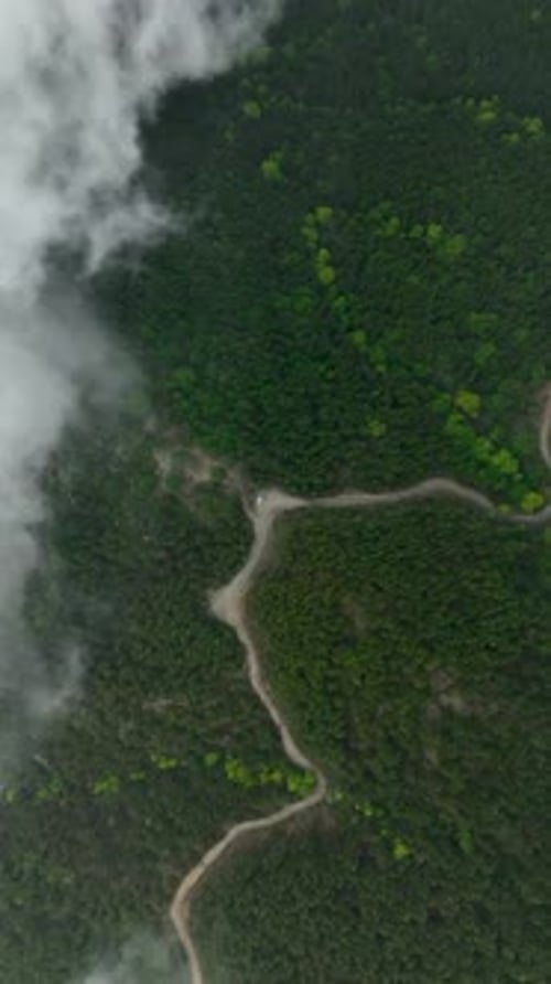 Vertical Video Aerial Escape Into the Mysterious Trail Enigmatic Forest in Misty Atmosphere