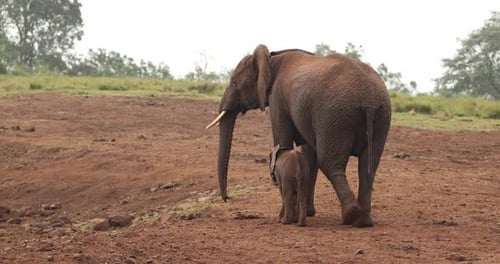 Mutter und Elefantenbaby laufen auf Ebenen. Afrikanischer Buschelefant in Aberdare, Kenia. Weitwinkelaufnahme