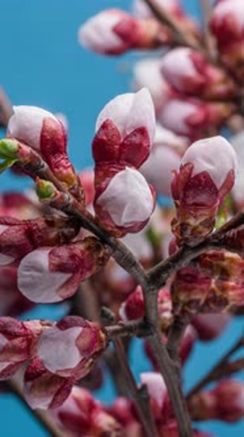 White Cherry Blossoms Bloom in Springtime Time Lapse