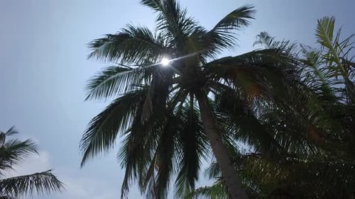 Lush palm tree against a bright blue sky
