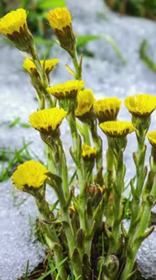Snow Melting and Yellow Flowers Coltsfoot Tussilago Farfara Blooming in Green Spring Time Lapse