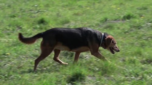 Dog Running in Green Grassy Field on Sunny Day