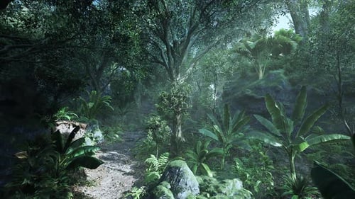 Tropical Forest Path with Dense Greenery and Soft Sunlight Filtering