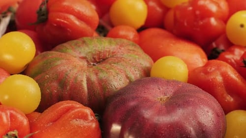 Colorful Organic Tomatoes Mix Tomatoes Background Several Varieties of Sliced Tomatoes Top View