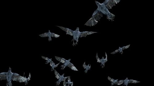Flock of Black Crows Flying Seamlessly with Alpha Channel