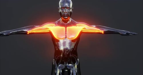 Detailed Visualization of Human Body Muscles Showcasing Key Muscle Groups