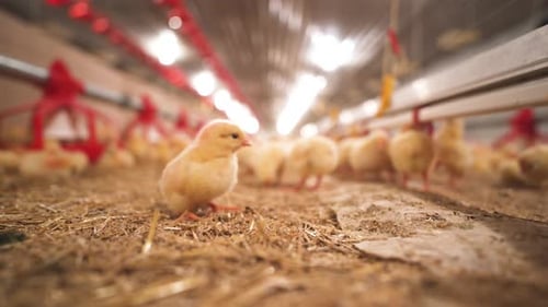 Curious and fuzzy, yellow young chickens in a barn sitting, getting comfy in the straw.
