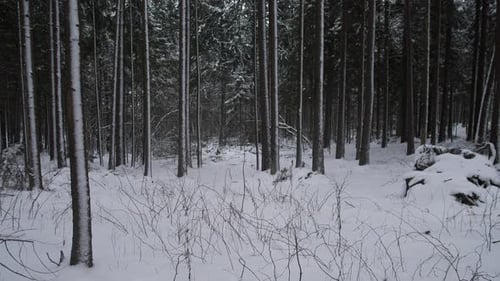 Dense Pine Stand With Snowy Underbrush Vertical Trunks Creating Rhythmic Pattern Low Shrubs Buried
