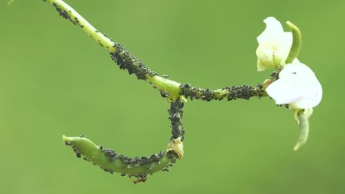 Aphid Colony