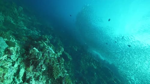 Small Colorful Fishes and Sardines School Swim Above Corals