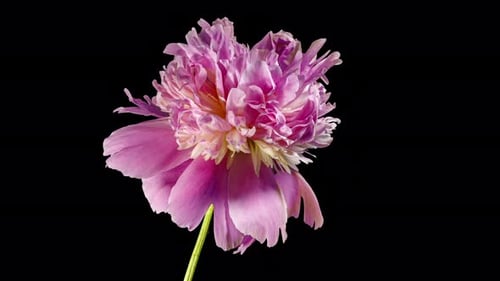 Pink Peony Blooming in Time Lapse on a Black Background. Tender Flower Moving Petals Close Up