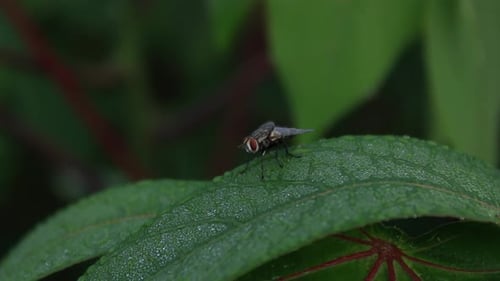flies land on leaves