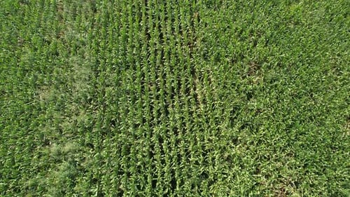 Aerial View of Vast Cornfield on Sunny Day